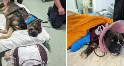 Rescue dog saves puppy's life with blood donation